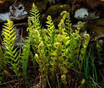 New male ferns in spring