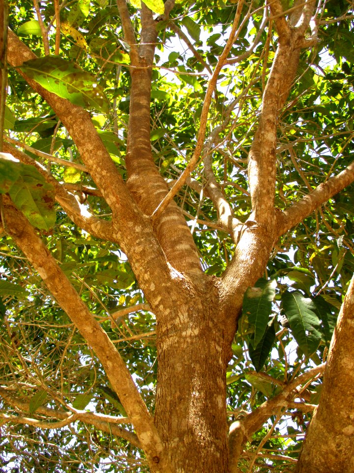 New Guinea teak (Vitex cofassus) branches