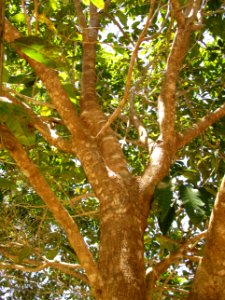 New Guinea teak (Vitex cofassus) branches