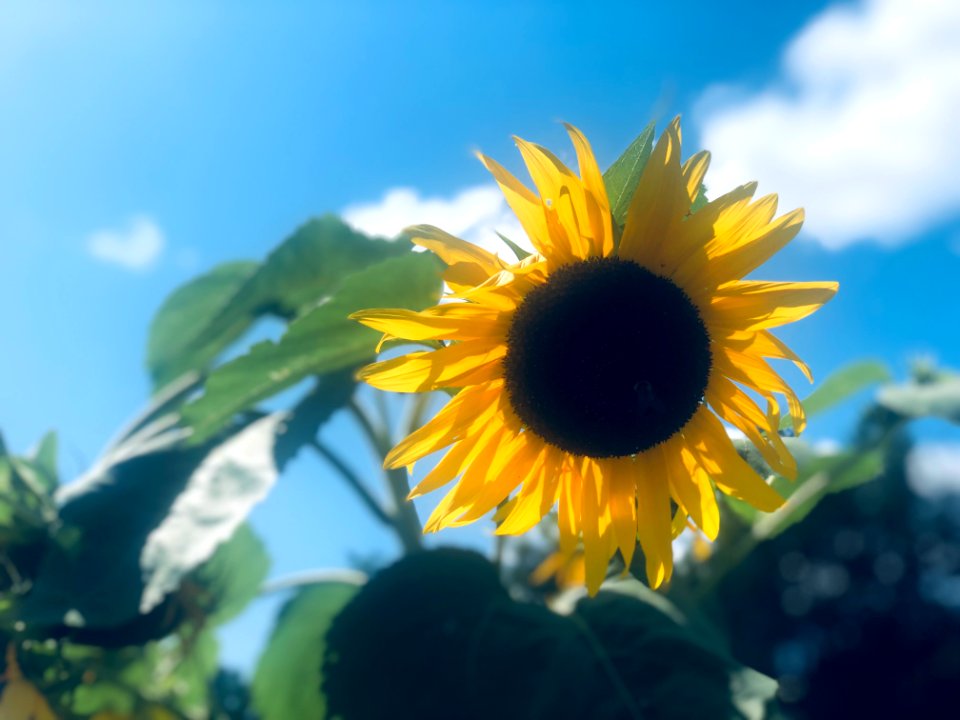 New Hampshire Sunflowers 5