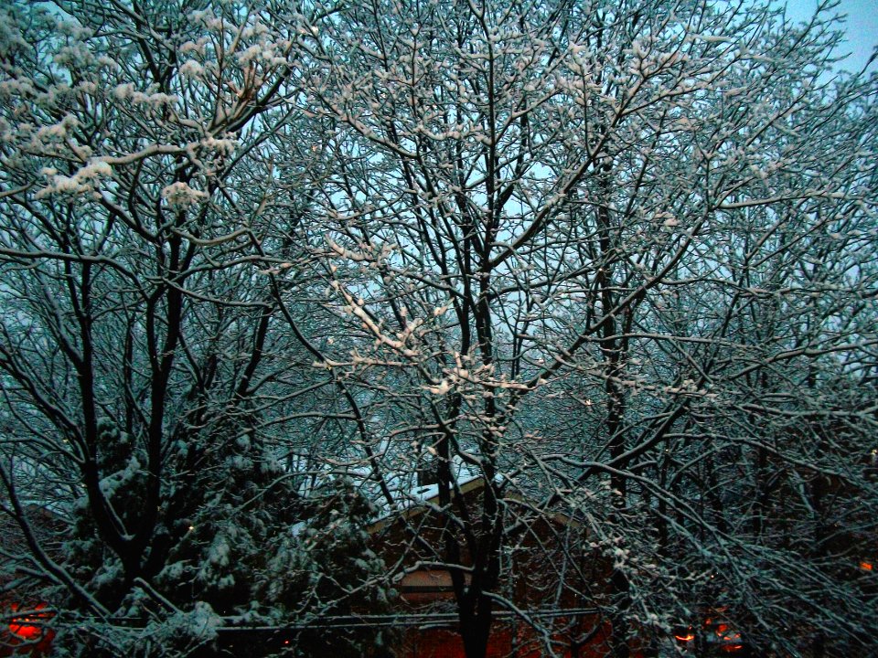 New Jersey Tree After Snowfall