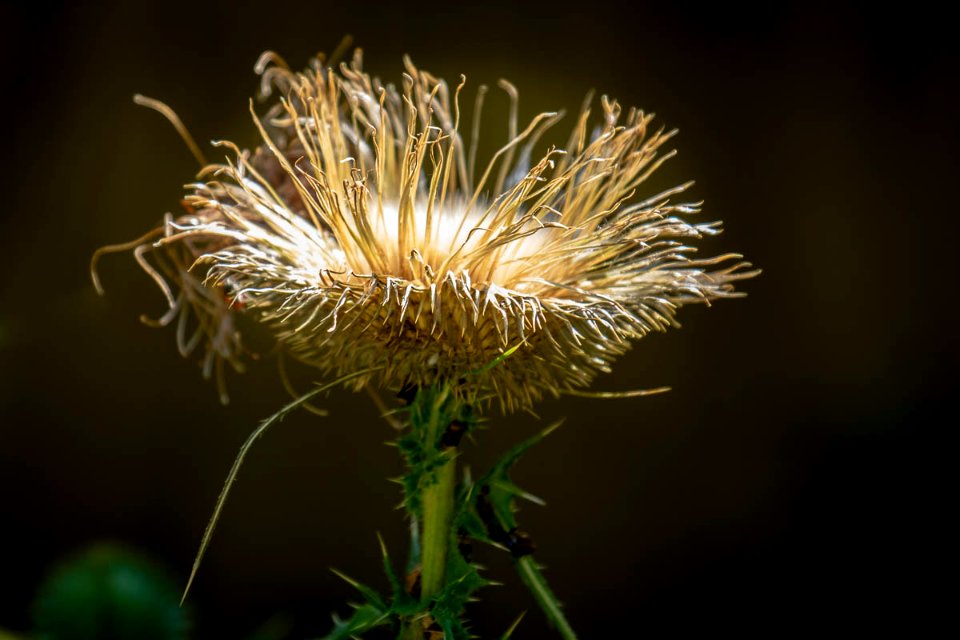 New Life Beginning (168128955)