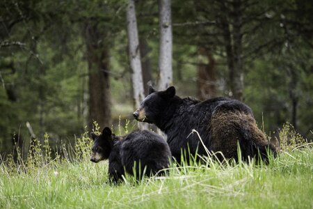 Nature big fur