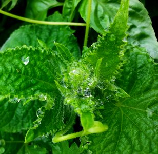 Raindrop vegetable garden tasty