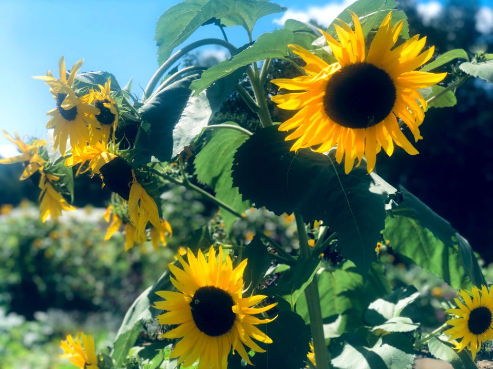 New Hampshire Sunflowers 4