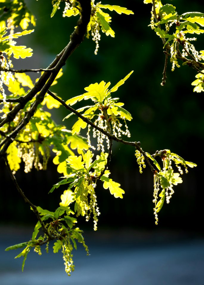 New oak leaves with male flowers 2