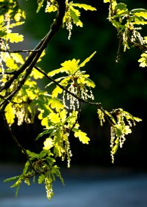 New oak leaves with male flowers 2