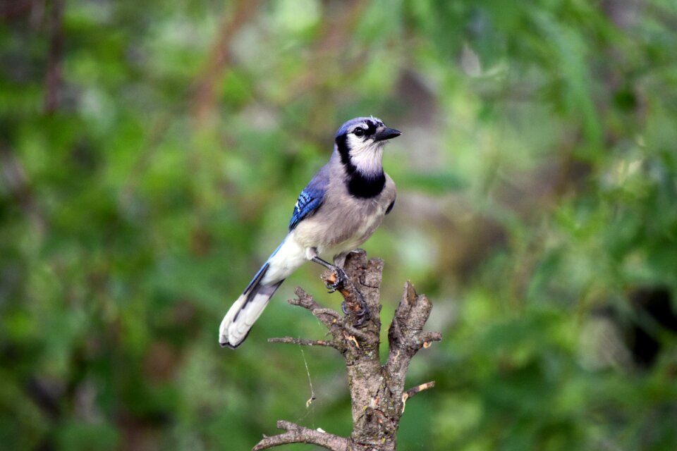 Nature perched wildlife photo