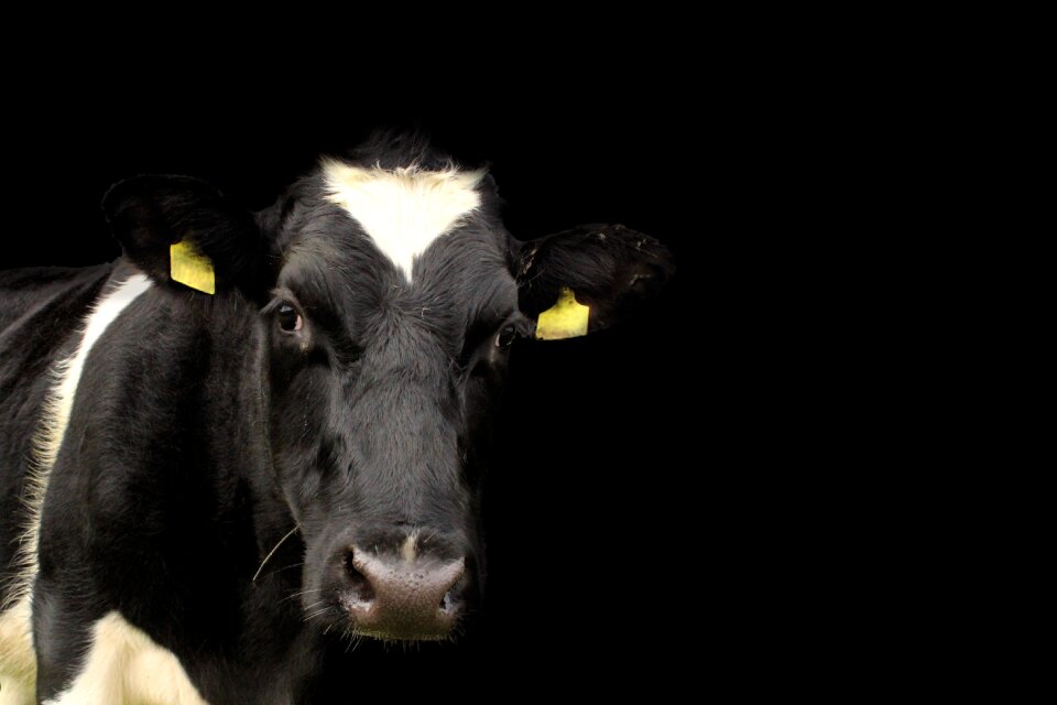 Animal cattle grass