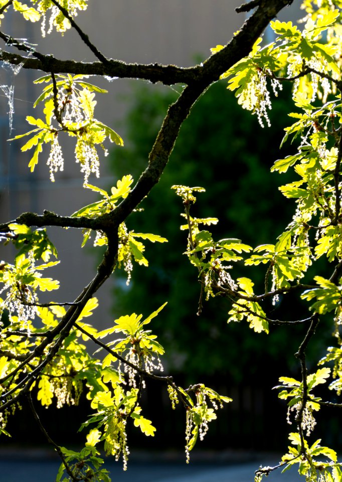 New oak leaves with male flowers 1