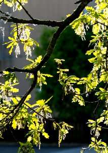 New oak leaves with male flowers 1