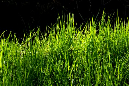 New grass at Myrstigen 1
