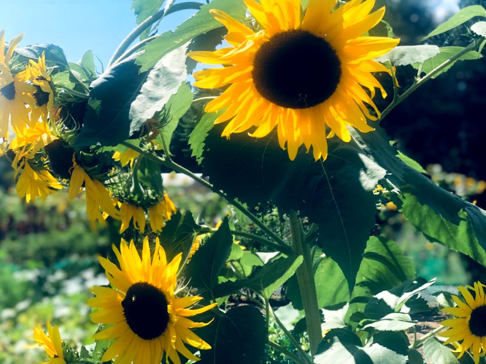 New Hampshire Sunflowers 2
