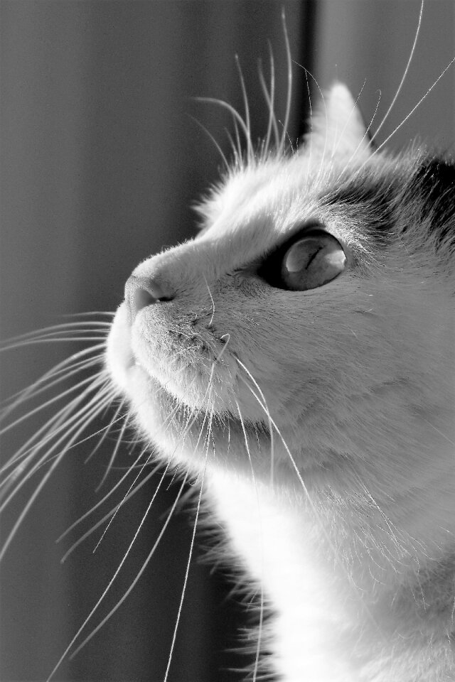 Pet domestic cat cat's eyes