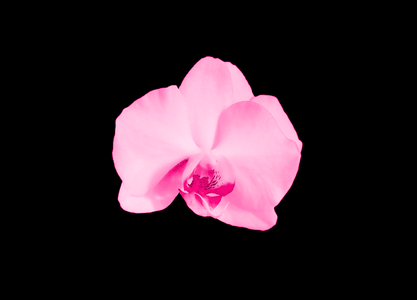 Blossom bloom plant