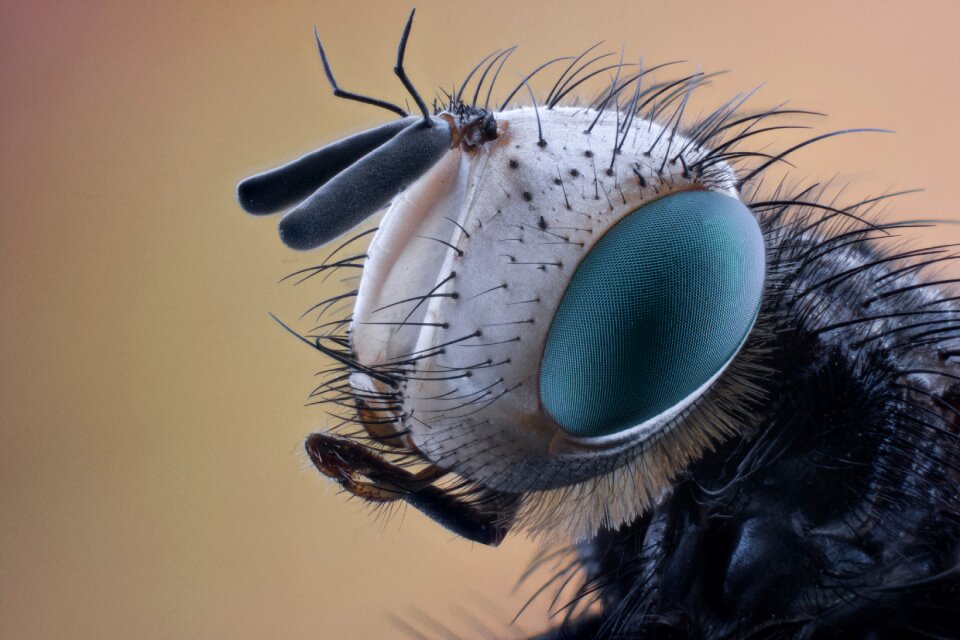 Animal bug black