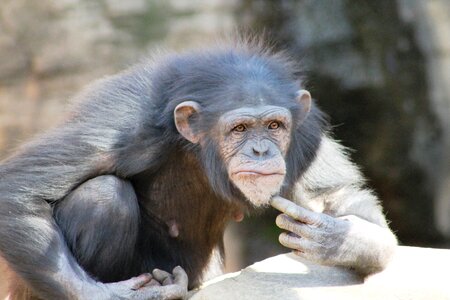 Primate thinker nice