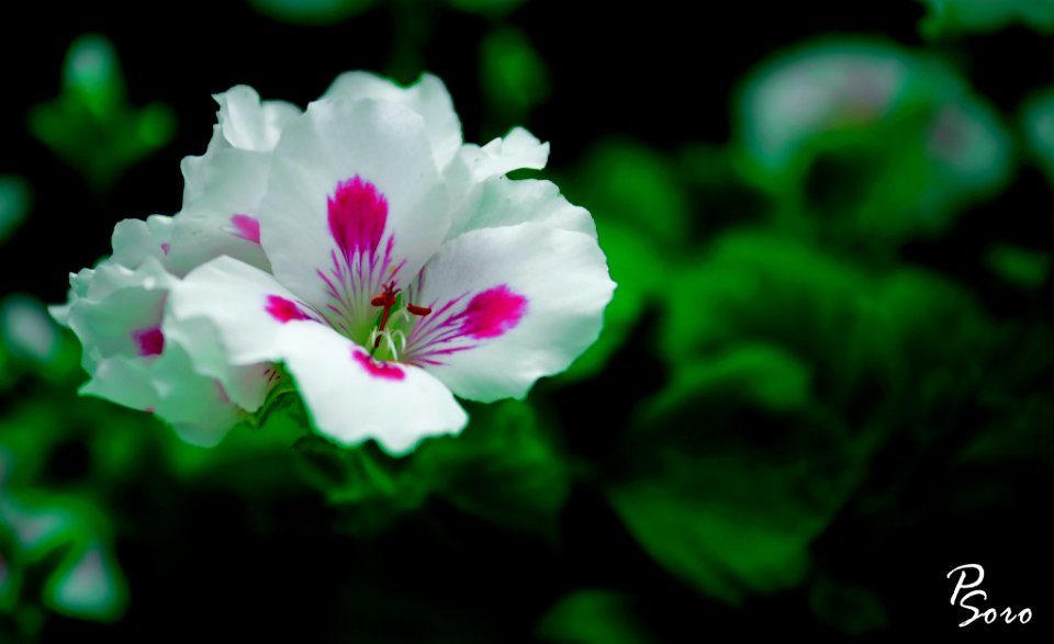Nice Flowers (182481725)