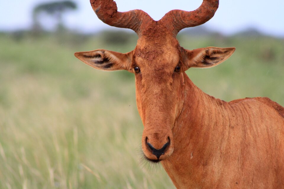 Kenya national park wilderness