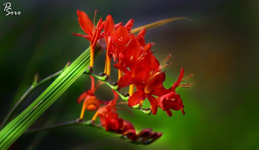 Nice Flowers (179776397)