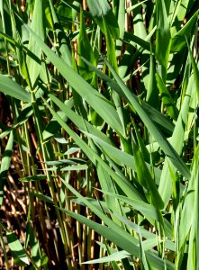 New reeds at Broälven Nature Reserve 2
