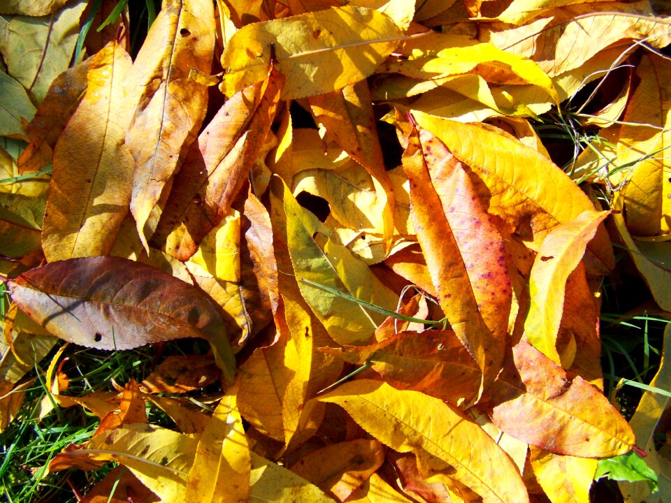 Autumn fallen leaves avar