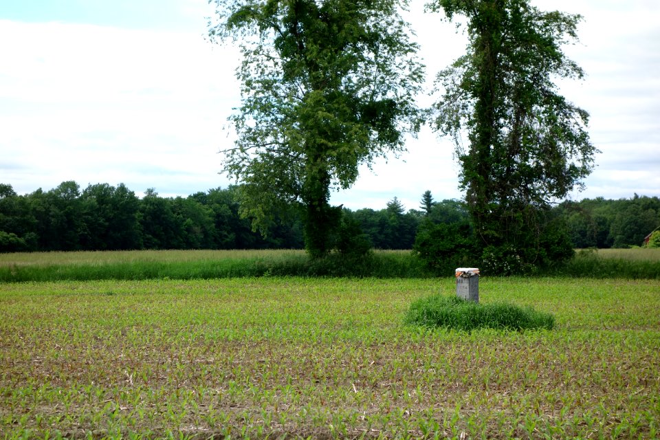 NH 1894 - Mass-NH border marker - Northfield, Massachusetts - DSC07554