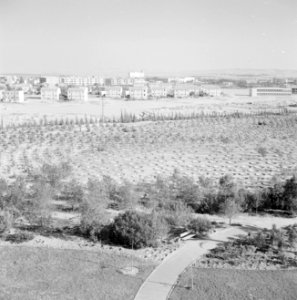 Nieuwe beplanting aan de stadsrand van Bersjeba, Bestanddeelnr 255-3501