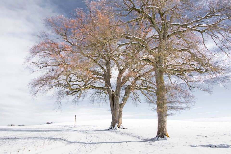 Snow winter landscape bare photo