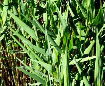 New reeds at Broälven Nature Reserve 1