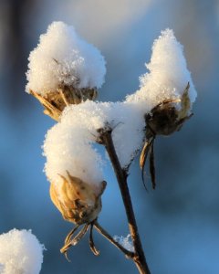 New Snow On Old Buds (246597871)