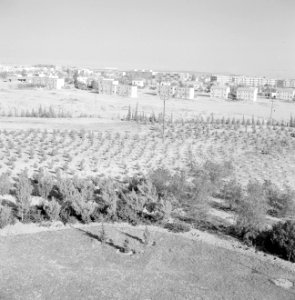 Nieuwe beplanting aan de stadsrand van Bersjeba, Bestanddeelnr 255-3502 photo