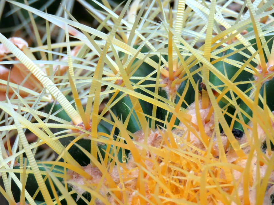 Spines desert plant