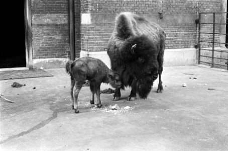 Nieuwe aanwinsten in Artis, jonge bison, Bestanddeelnr 926-3942