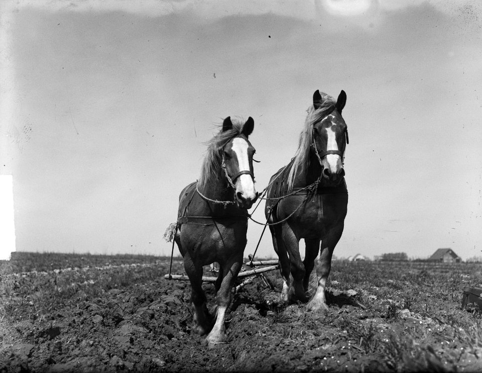 Nieuwe boerderijen in Ens (Noordoostpolder), omploegen, Bestanddeelnr 903-9524