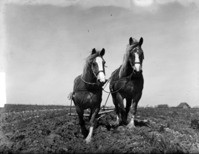 Nieuwe boerderijen in Ens (Noordoostpolder), omploegen, Bestanddeelnr 903-9524
