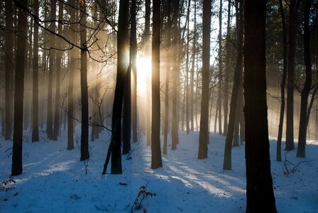 Nature sun tree trunks photo