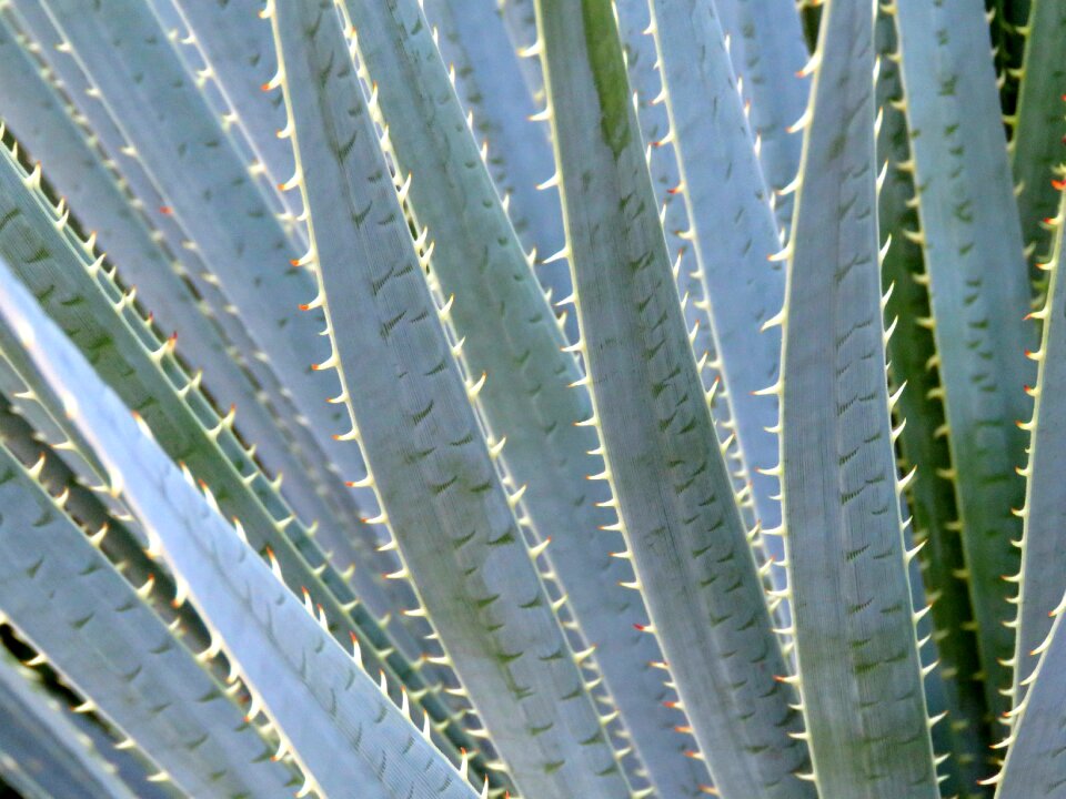 Aloe vera plant arizona
