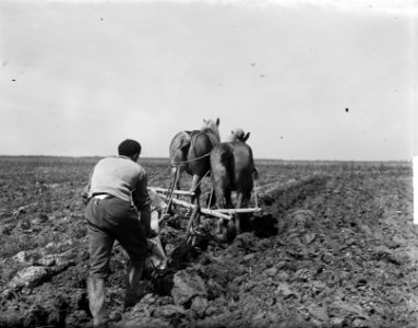 Nieuwe boerderijen in Ens (Noordoostpolder), omploegen, Bestanddeelnr 903-9525