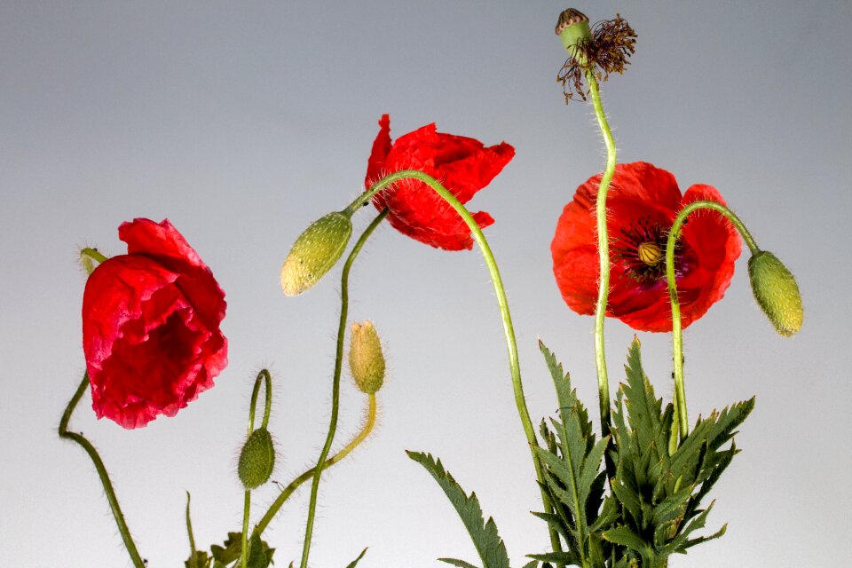 Klatschmohn red mohngewaechs