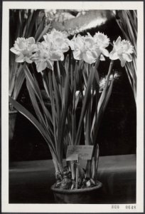Nieuwe narcisvarieteit op tentoonstelling, Bestanddeelnr 060-0648