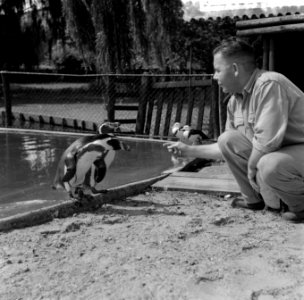 Nieuwe pinguins voor Diergaarde Blijdorp te Rotterdam, zie ook 8826970, Bestanddeelnr 908-8300