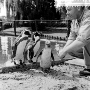 Nieuwe pinguins voor Diergaarde Blijdorp te Rotterdam, zie ook 8826970, Bestanddeelnr 908-8303
