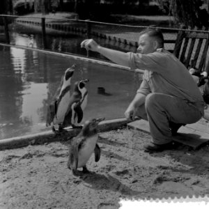 Nieuwe pinguins voor Diergaarde Blijdorp te Rotterdam, Bestanddeelnr 908-8269