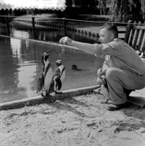 Nieuwe pinguins voor Diergaarde Blijdorp te Rotterdam, Bestanddeelnr 908-8270