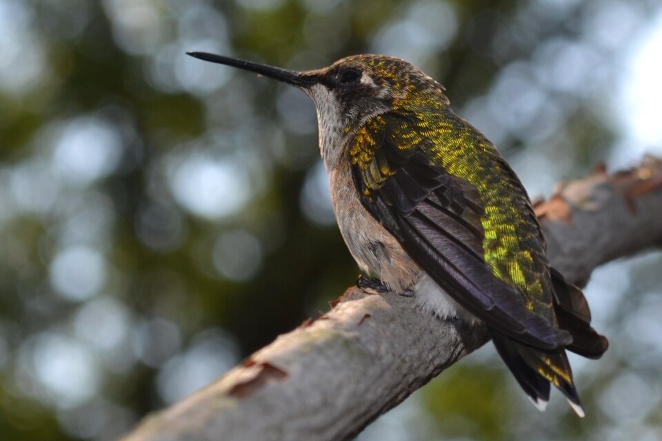 Female ruby-throated hummingbird hummingbird photo