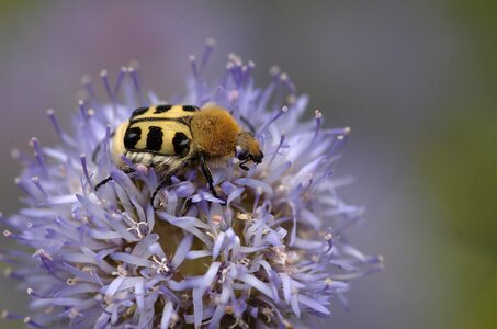 Trichius zonatus scarabaeidae scarab beetle