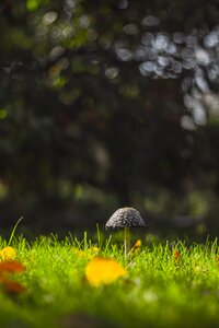 Green leafs grass