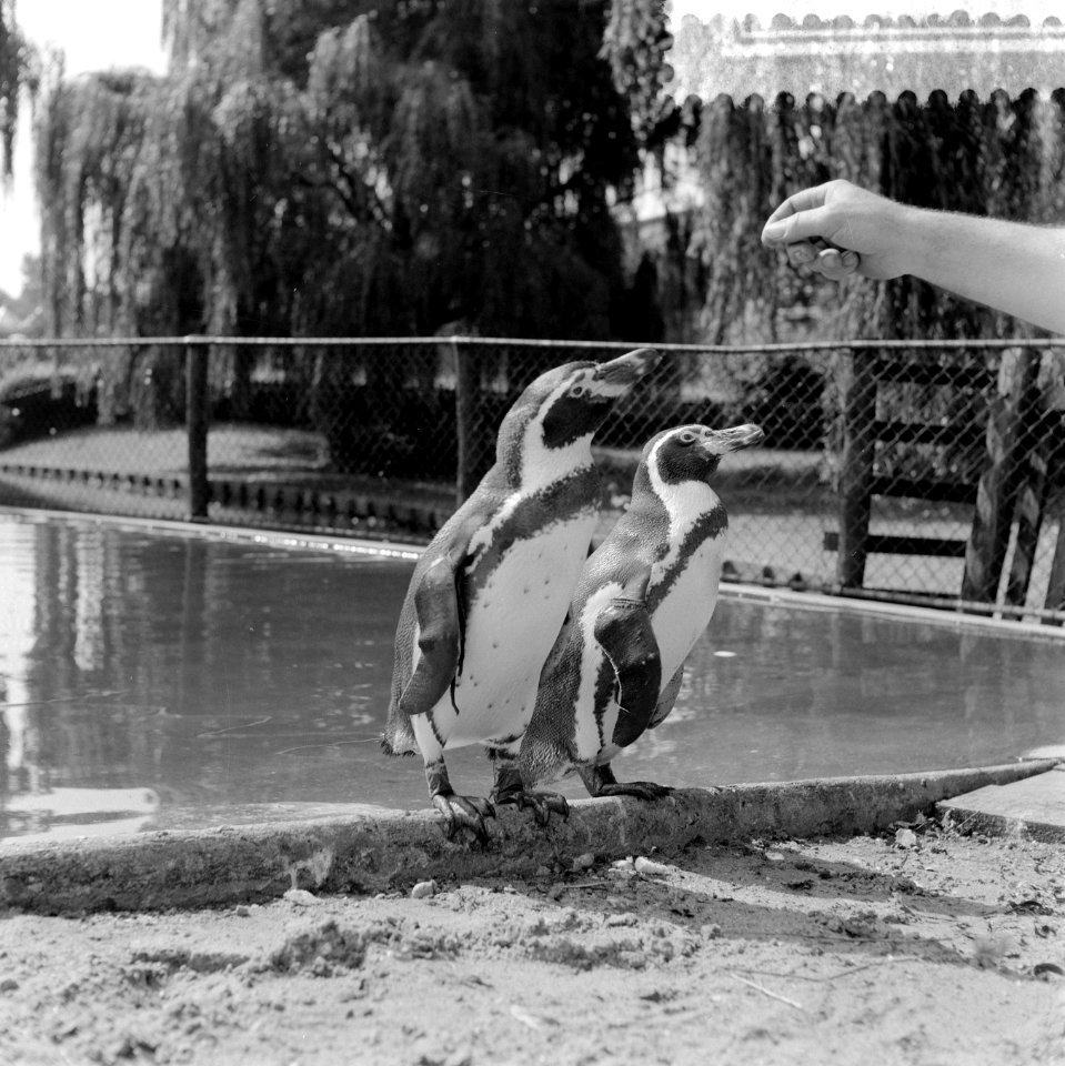 Nieuwe pinguins voor Diergaarde Blijdorp te Rotterdam, zie ook 8826970, Bestanddeelnr 908-8301