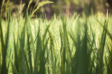 Rice rice fields green rice
